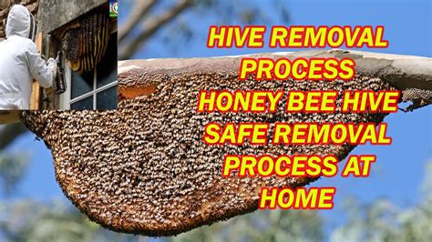 lv bees bee hive removal and honey|LV BEES .